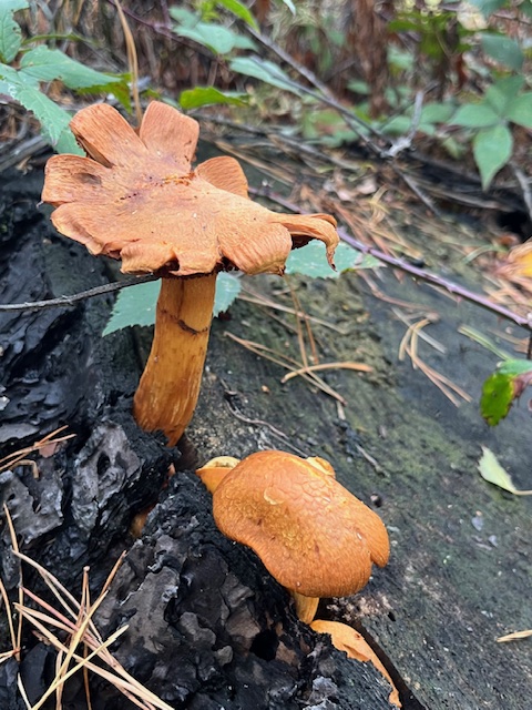 Bruine paddenstoelen groeiend op een oude boomstronk in een bosrijke omgeving.