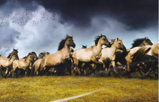 Een kudde wilde paarden rent over een grasvlakte onder een dreigende, bewolkte lucht.