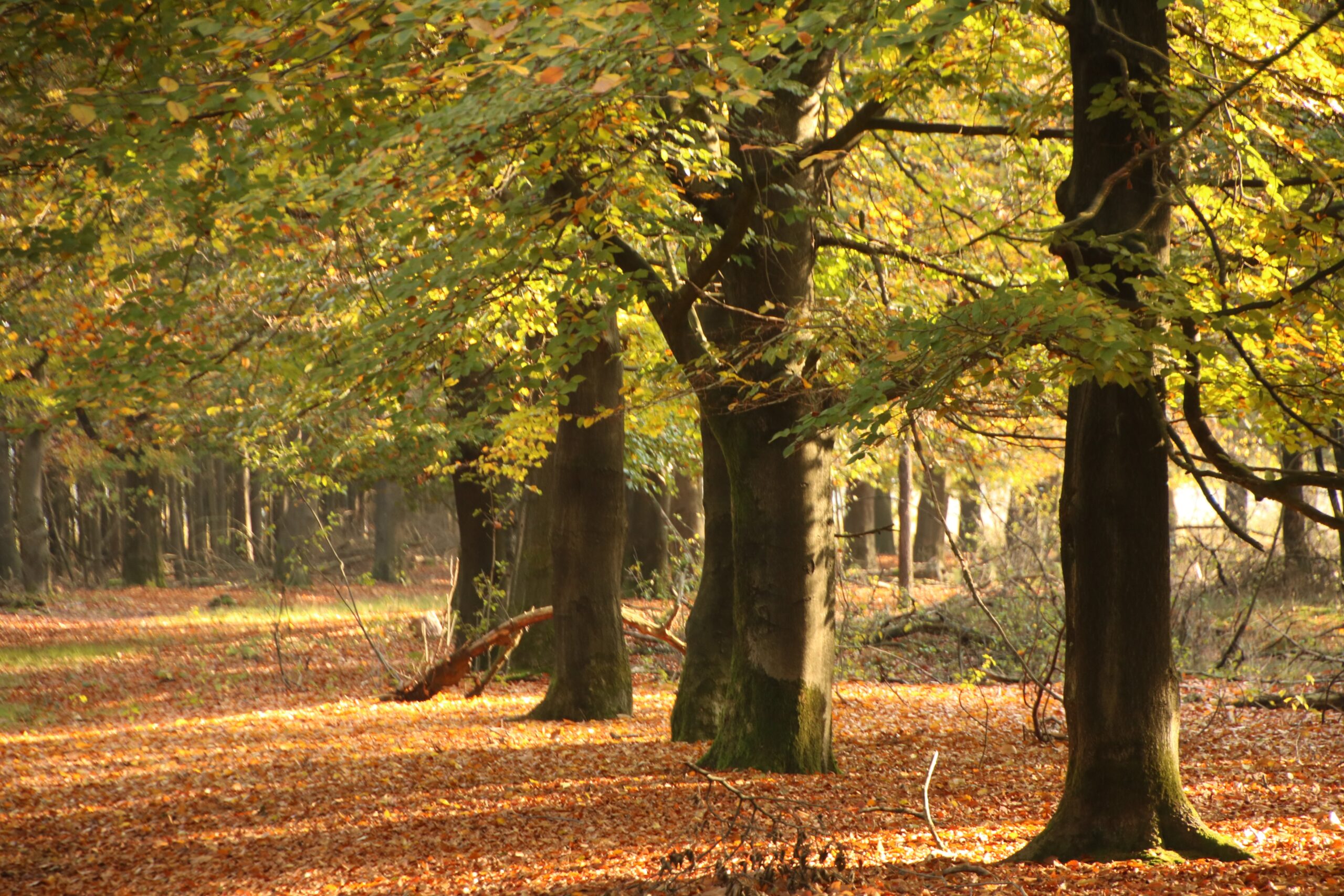 Herfstbos met zonlicht op bruine bladeren en rijen bomen.