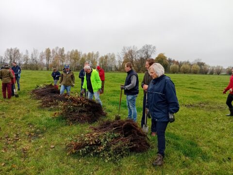 Mensen planten jonge bomen op een grasveld tijdens een boomplant-activiteit.
