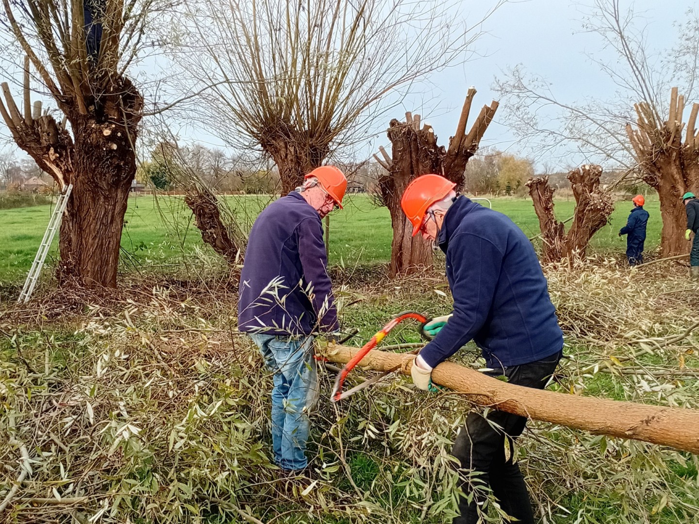 Mensen snoeien wilgen met zagen en dragen oranje helmen op een grasveld.