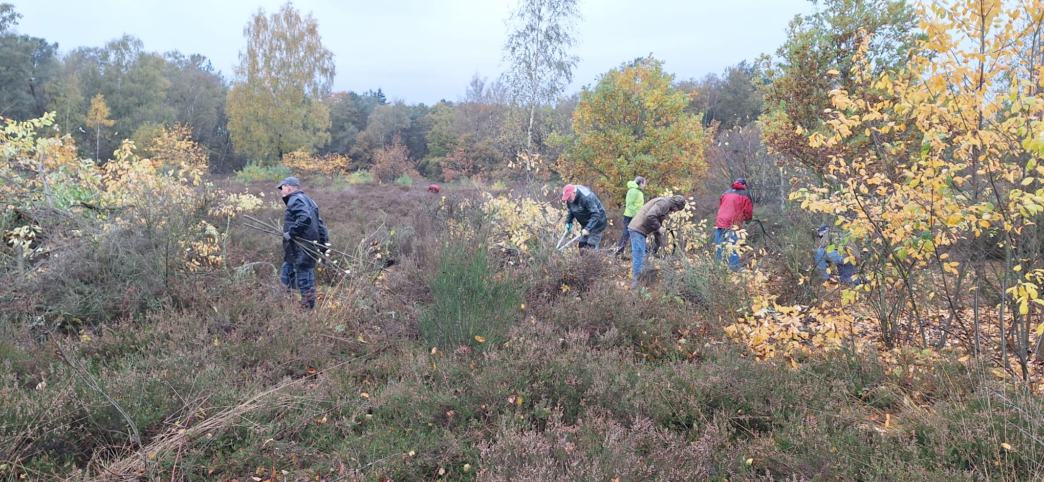 Vrijwilligers verwijderen struiken in een bosgebied met herfstkleuren.
