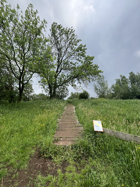Een houten pad leidt door groen gras naar een grote boom onder een bewolkte hemel; bord aan de zijkant.