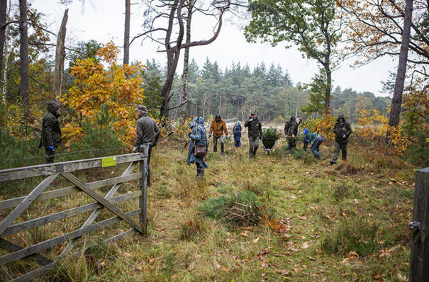 Mensen werken in een bosrijke omgeving, bezig met natuuronderhoud tussen herfstbomen en grasland.