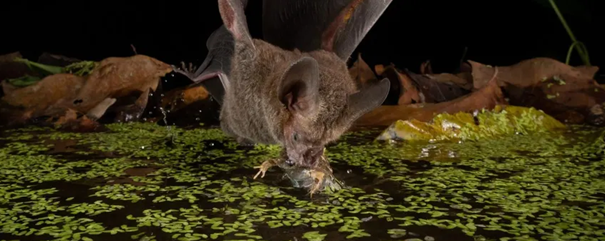 Vleermuis drinkt water, omringd door drijvende groene bladeren in een donkere omgeving.