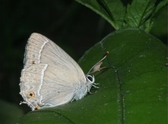 Bruine vlinder met witte strepen zit op een groot groen blad, tegen donkere achtergrond.