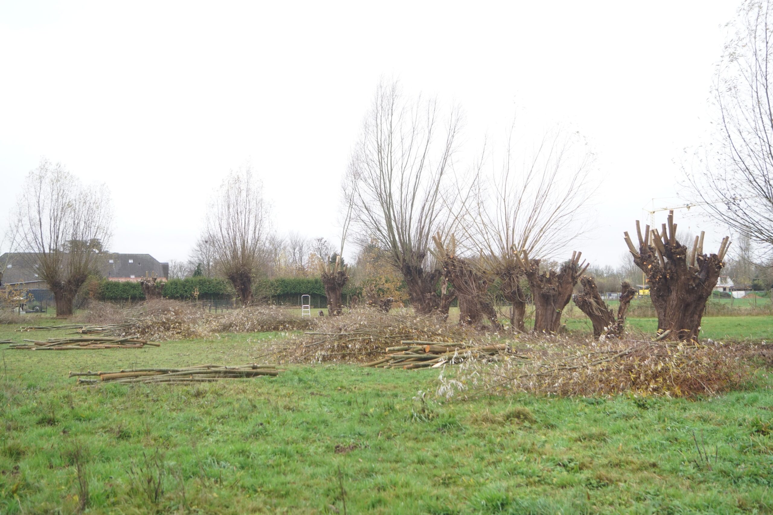 Geknotte bomen in een grasveld met snoeiafval en een ladder op de achtergrond.