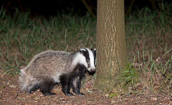 Das naast een boom, omringd door gras, onder een nachtelijke hemel.