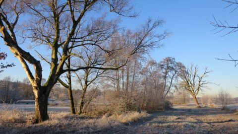 Kale bomen in een bevroren landschap bij zonsopgang onder een heldere, blauwe hemel.
