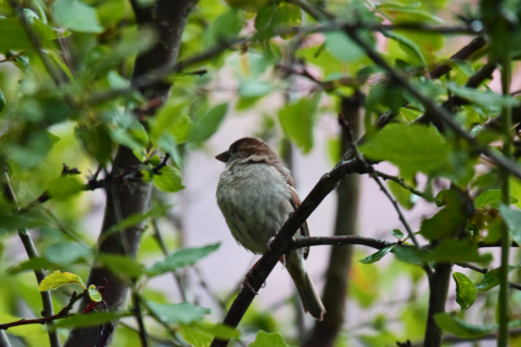 Mus zit op een tak, omgeven door groene bladeren.