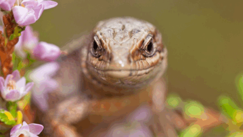 Close-up van een hagedis tussen paarse bloemen, met een onscherpe achtergrond.