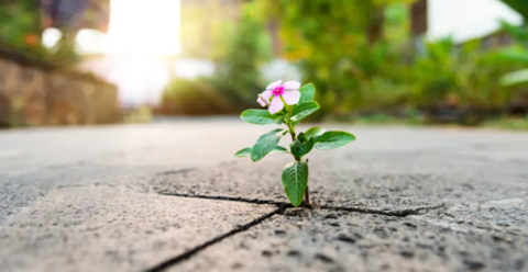 Bloem groeit uit een scheur in de stoep, omringd door zonlicht en groen op de achtergrond.