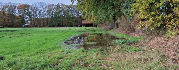 Groen veld met plas water, omringd door bomen en met een schuur op de achtergrond.