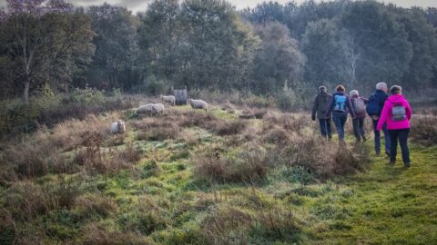 Wandelaars op een pad langs schapen in een grasveld met bomen op de achtergrond.