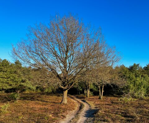 Landschap met kale boom, kronkelend pad en groen bos onder een heldere blauwe lucht.