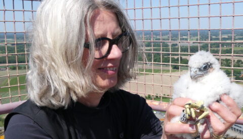 Vrouw met bril houdt een jonge roofvogel vast bij een hek met uitgestrekt landschap op de achtergrond.
