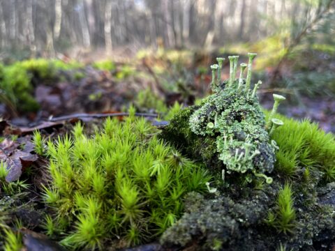 Close-up van groen mos en korstmossen op een bosgrond met wazige achtergrond.