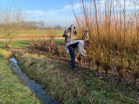 Mensen snoeien wilgen langs een sloot in een landelijk landschap onder een heldere blauwe lucht.
