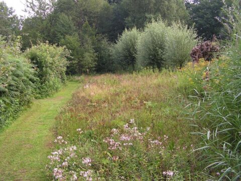 Grasweg langs bloemenveld met bomen en struiken op achtergrond, omgeven door weelderig groen.