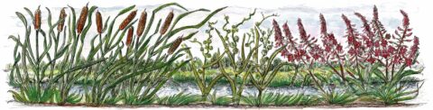 Illustratie van verschillende waterplanten, waaronder rietpluimen en rode bloeiende bloemen.