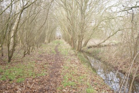 Bospad met kale bomen, smalle beek aan de rechterkant en afgevallen bladeren op de grond.
