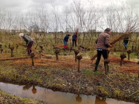 Mensen verzamelen en bundelen wilgentakken in een drassig veld bij sloten.
