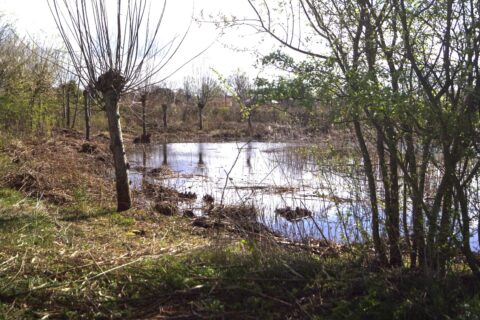 Bosjes en bomen rondom een vijver met riet en weerspiegelend water in een landelijke omgeving.