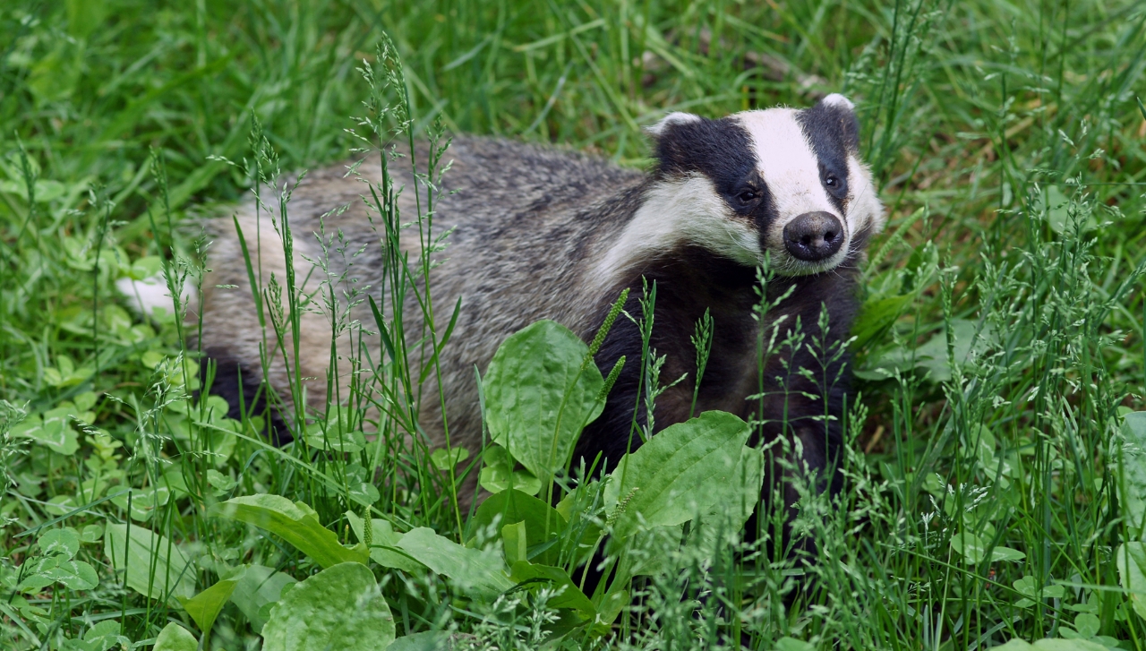 Das in grasrijke omgeving, kijkt richting camera.