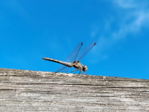 Libel op een houten plank tegen een heldere blauwe lucht.