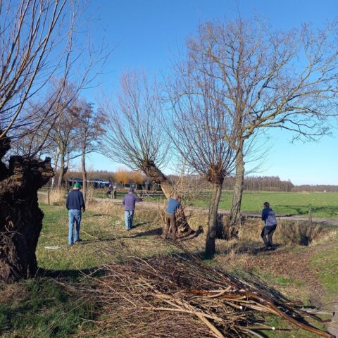 Vier mensen snoeien wilgen langs een pad in een landelijk gebied.