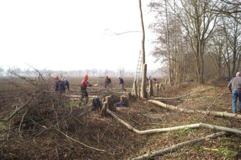 Mensen met helmen zagen en verzamelen omgezaagde boomstammen en takken in een bosrijke omgeving.