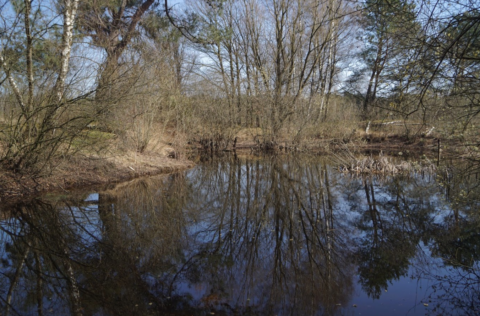 Vijver met weerspiegelde kale bomen en blauwe lucht, omgeven door winterse, bladerloze struiken.