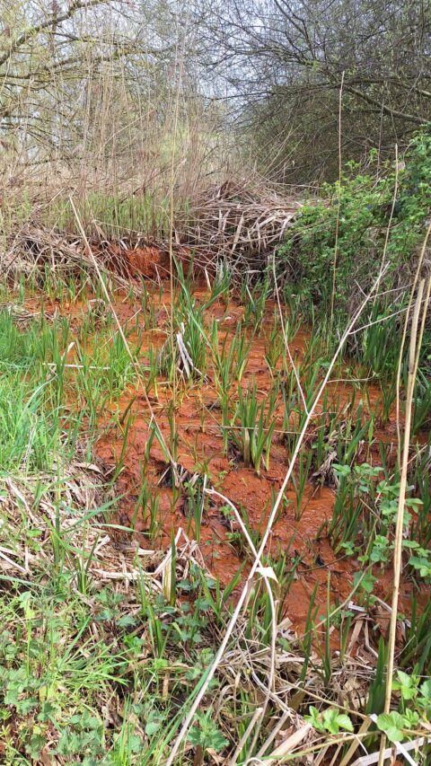 Mooeras met rode bodem, groen riet en omliggende struiken in een natuurlijke omgeving.