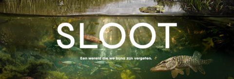Onderwaterzicht van een sloot met vissen, waterplanten en de tekst "SLOOT".
