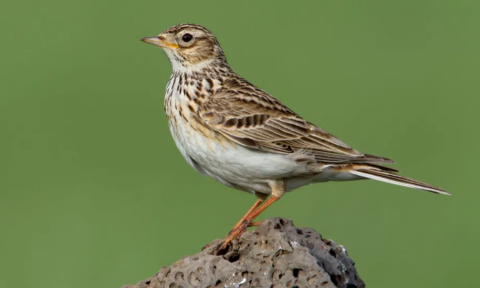 Bruine vogel op een steen met groene achtergrond.