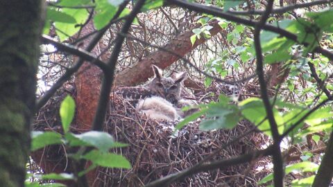Uil met kuiken in nest, omgeven door groene bladeren en takken.