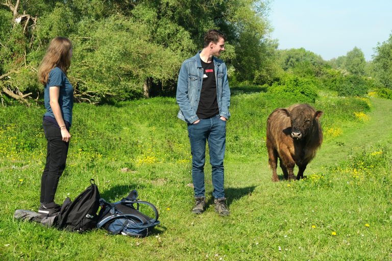 Twee personen staan in een veld met een bruine koe. Rugzakken liggen op de grond.