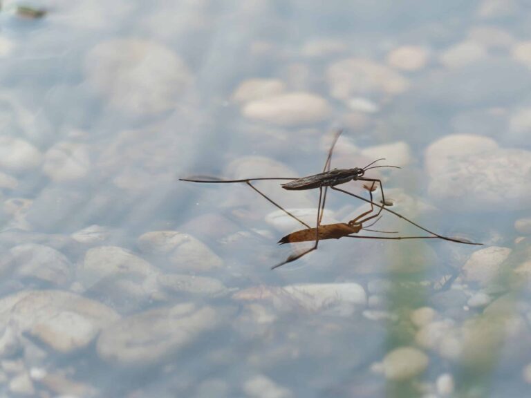 Waterskeiders op een rimpelloos wateroppervlak, met kiezelstenen eronder zichtbaar.