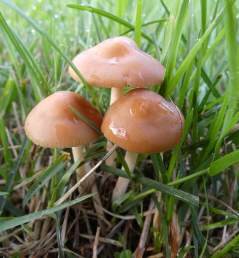 Drie bruine paddenstoelen tussen groen gras met dauwdruppels.