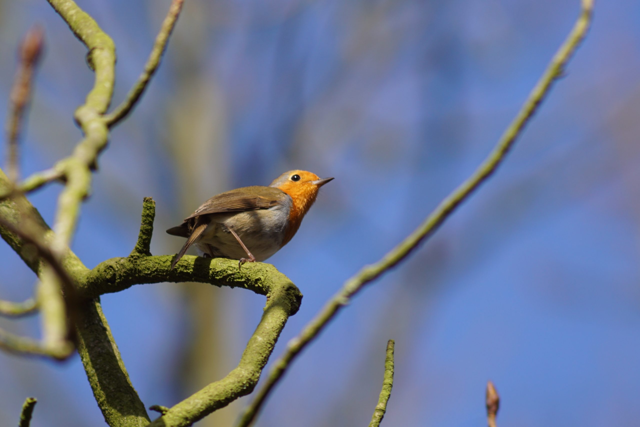 roodborst