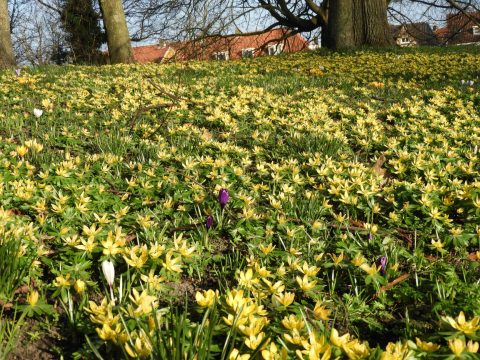Veld met bloeiende gele bloemen en enkele paarse bloemen onder bomen, met huizen op de achtergrond.