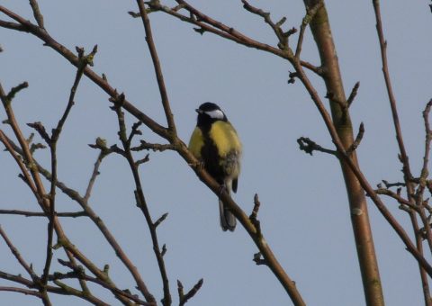 Koolmees op een kale tak tegen een blauwe lucht.