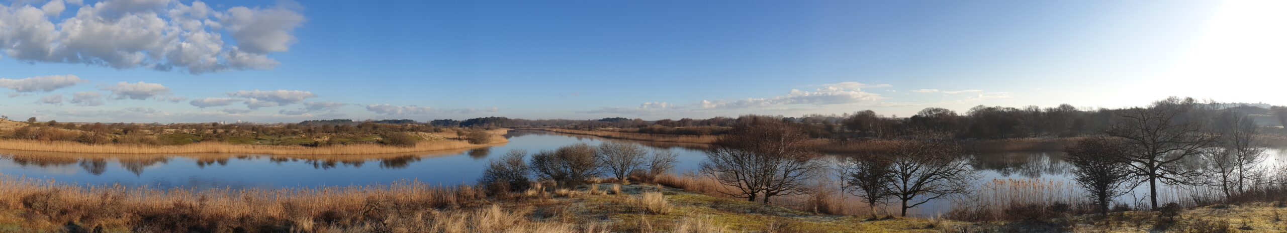 Brede foto met plassen in de duinen, met veel vogels