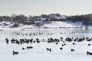 Foto van vlakte in de sneeuw met veel vogels