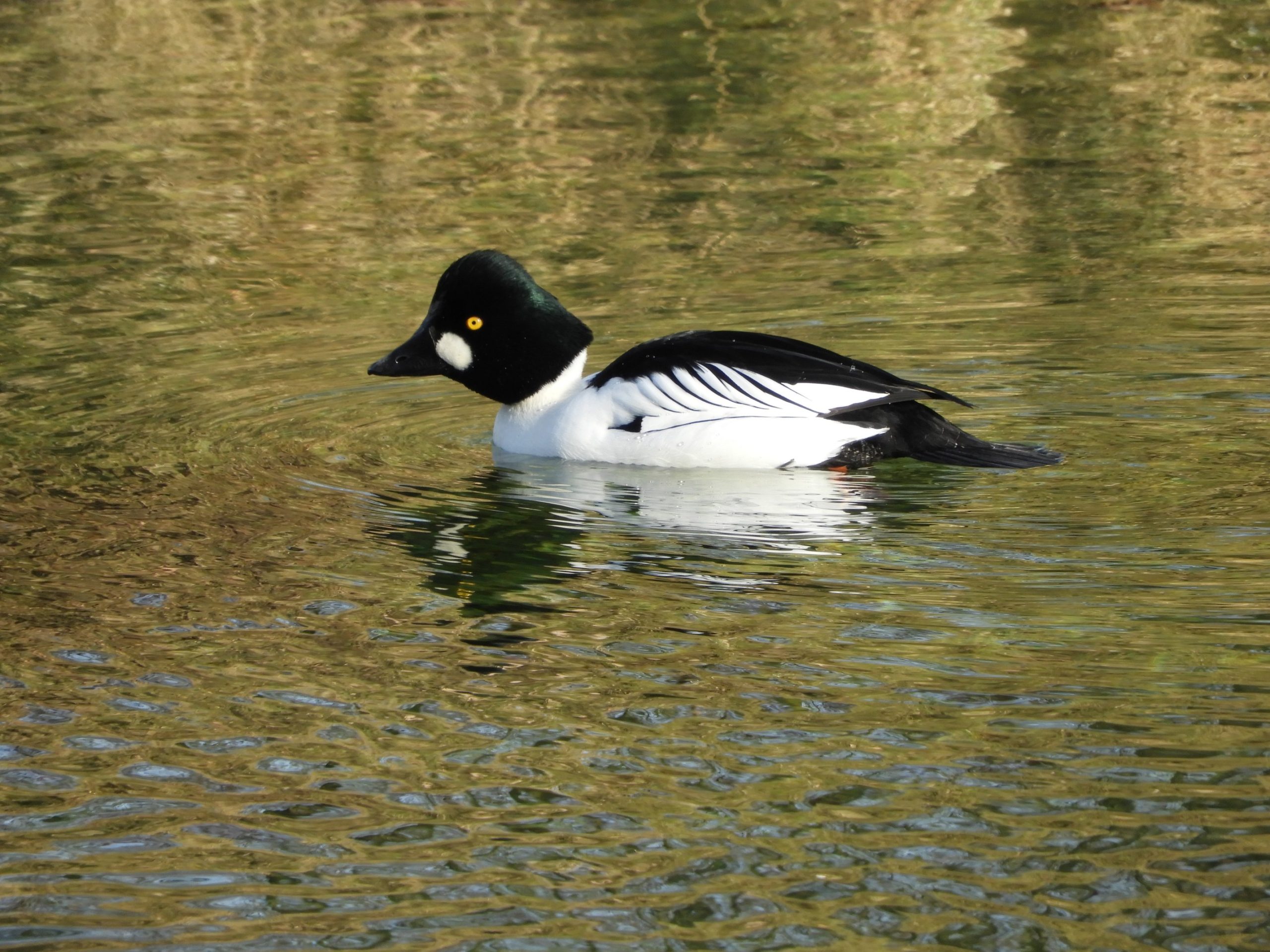 Een mannelijke brilduiker zwemt op kalm water met weerspiegelende groene tinten.