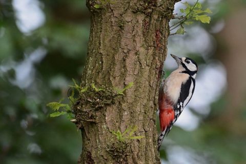 Grote bonte specht op boomstam, met bont zwarte, witte en rode veren. Bosrijke achtergrond.