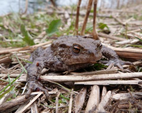 Bruine pad op droge, grasrijke grond, omringd door stengels en bladeren.