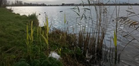 Troep tussen het riet langs de Spaarne-oevers