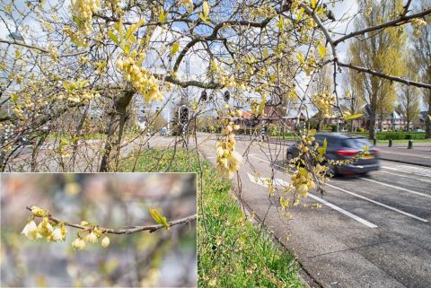Sneeuwklokjesboom op de Heemsteedse Dreef