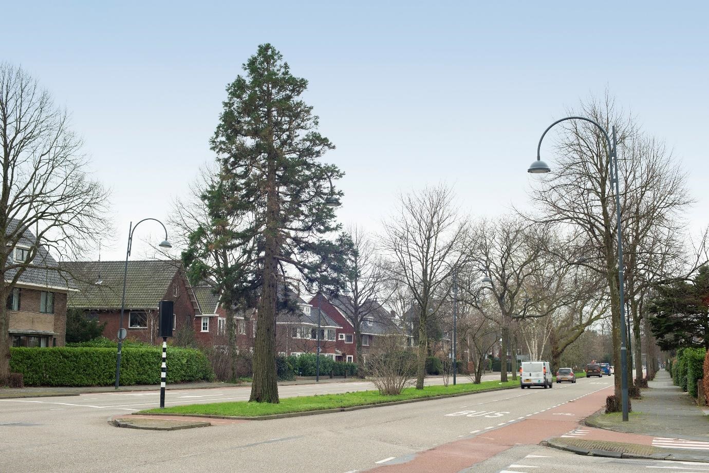 Mammoetboom/Sequoia op de Heemsteedse Dreef